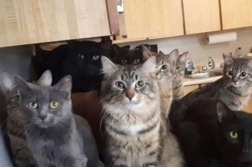 家里楼道和厨房里充满了上百只猫,看上去就像一群讨饭的,真磕碜