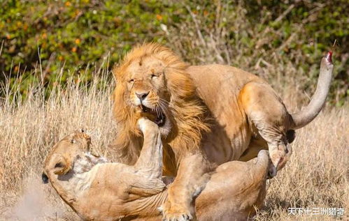 作为群居动物,狮王会拥有所有雌狮吗 它会如何对待狮群中的女儿