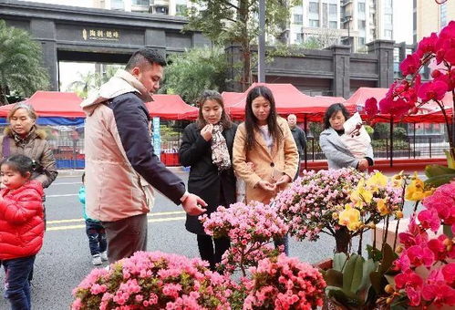 好消息,2019年龙华区迎春花市消息终于确定 还有更期待的