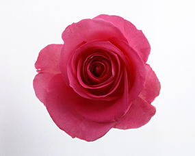 玫瑰花朵数的含义,关于花朵的花语