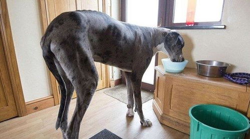 最壮 的狗狗 大丹犬 1.8米高 重170斤