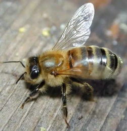 关于蜜蜂的知识有什么(蜜蜂的知识有哪些)