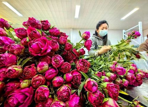 全国每十枝芍药鲜切花为啥有七枝姓 菏