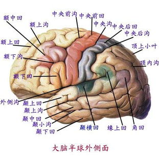 跪求大脑皮层神经中枢内侧面图 