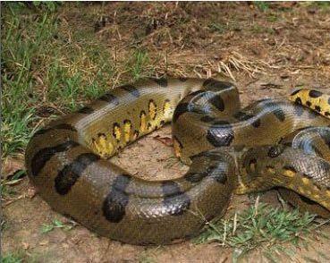 你知道目前世界上最大的蛇有多大吗
