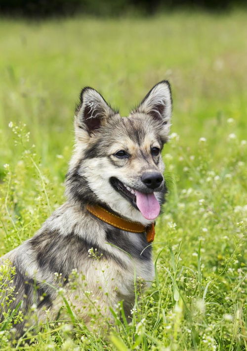 瑞典牧羊犬,明明是纯种犬,看起来却像柯基和狼犬混种
