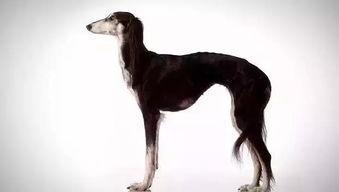 它是哮天犬的原型 中国速度最快的细犬如今却濒临灭绝