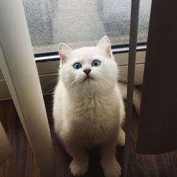 英国短毛猫网络走红 被赞 世界最美猫咪 