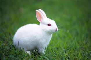 梦见白兔是什么意思有什么预兆 周公解梦 