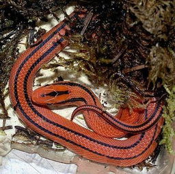 全身为 红色的蛇是什么蛇 有毒的吗 
