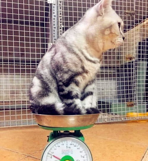 猫咪多少斤才算正常 猫咪体重对照表,看看你家喵超重了吗