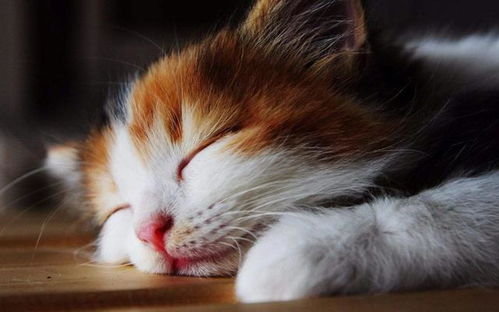 猫咪变得 嗜睡 可能是这些原因导致