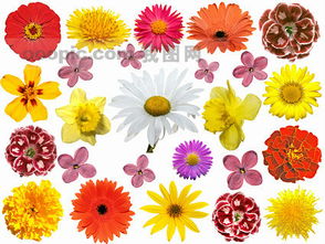 五颜六色的花朵图片素材设计 高清JPG模板下载 6.53MB lzw分享 其他大全 
