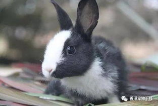 不同星座的人适合饲养的兔兔品种 