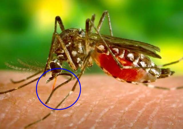 蚊子是怎么悄悄吸血的 为什么我们等蚊子飞走了才感觉到痒 