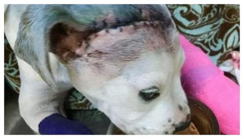 狗狗被虐待送医院救治,另一只受虐狗狗的举动让医护人员动容