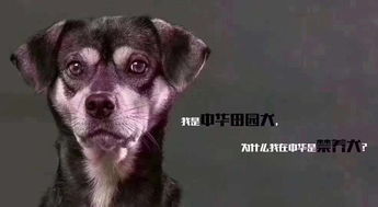 多地出手治理养犬乱象,中华田园犬遭禁养 该品种基因不稳定