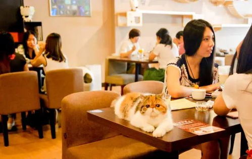 佛山惊现一家萌猫主题餐厅,世界名喵陪你吃饭 颤抖吧猫奴