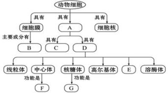 大麻是一种雌雄异株的植物.请回答以下问题 图一 图二 Ⅰ.在大麻体内.物质B的形成过程如图一所示.基因Mm和Nn分别位于两对常染色体上. 1 据图一分析.能产生B物质的大 