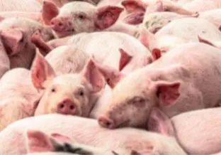 经济学人精读 与猪有关的一些表达用英语怎么说