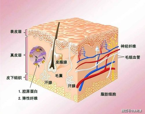 涨知识 美白篇 皮肤的构成解析