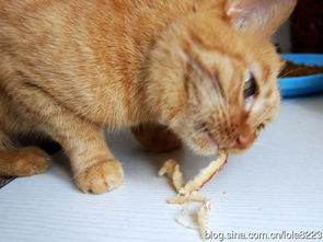 猫咪喜欢吃鱿鱼吗 