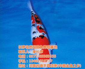 日本黄金锦鲤小鱼苗多长时间能长到五六十公分？