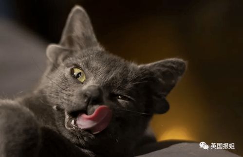 俄罗斯蓝猫爆红网络 头上长4只耳朵,背后故事暖哭网友