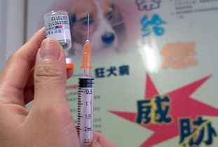 狂犬疫苗生产记录造假,连着什么 猫腻 