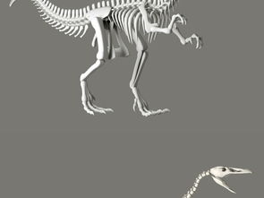 3dmax动物骨骼是怎么弄的(maya把一个模型骨骼给另一个)