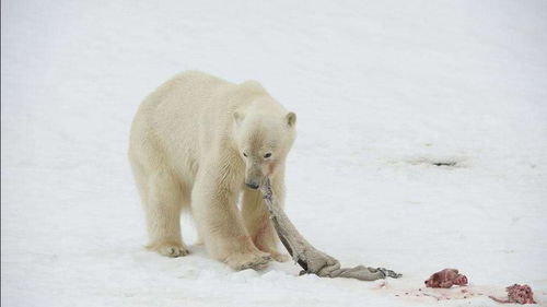 北极熊食物匮乏,主要吃海豹,但是捕捉起来就是技术活了 
