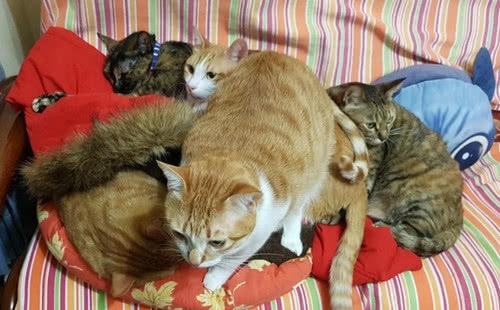 橘猫三巨头化身 U型枕 挤在一起取暖,网友 中间那只最幸福