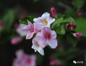 五莲这座山上的锦带花开,太惊艳了