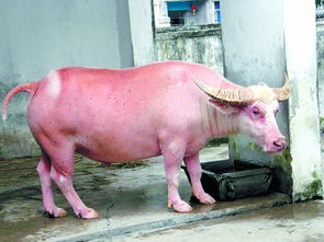 厦门有头 穿猪皮 的牛 属于罕见动物白化现象 