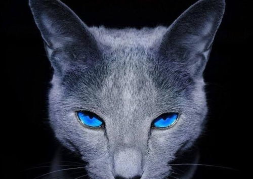 蓝猫不只是英短,这一种蓝猫一般人真的养不起,出了名的烧钱