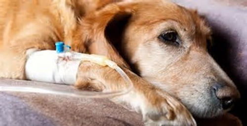 宠物家庭医生 三 十种狗狗常见病的预防与处理 下
