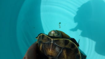 花龟腐皮怎么治疗,花龟最常见的病有哪些，包括治疗？