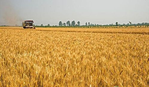 2020年小麦重大病虫害预测及防控