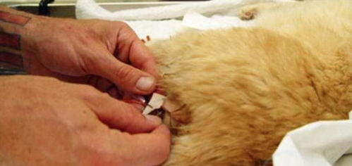 因为尿道堵塞这只猫被紧急送往医院,最后花费了4350美元