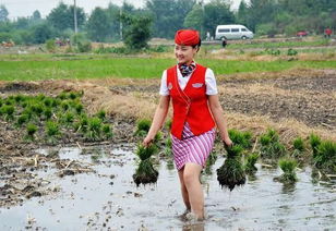 不作秀会死么 穿空姐制服挂绶带下地插秧