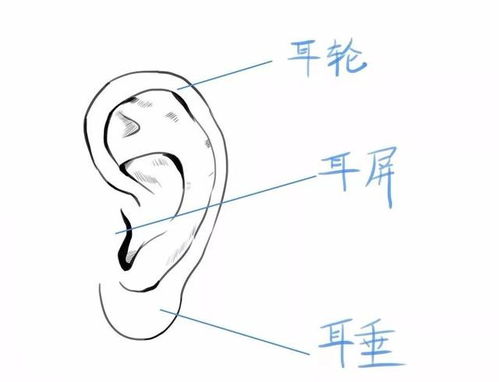 耳保健操 拉耳朵8法
