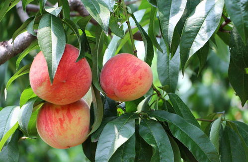 桃子核怎么种桃子树 种桃子需要砸开桃核吗