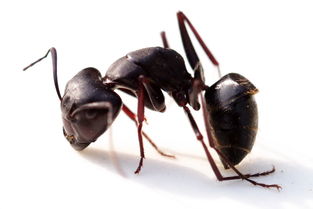 小黄蚁蚂蚁 信息评鉴中心 酷米资讯 Kumizx Com