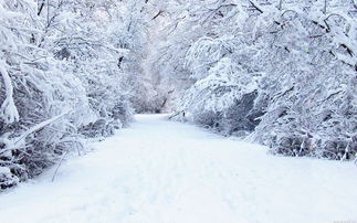 节日大雪的句子