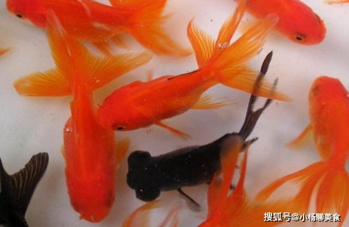 中国人什么鱼都吃,为什么不吃金鱼 今天终于明白了