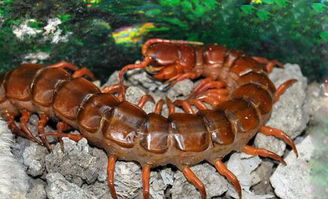 工地惊现 蜈蚣精 体长1.2米的中国红巨龙蜈蚣