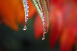 微雨菊花明——探寻古典诗词中的意境之美，微雨全诗