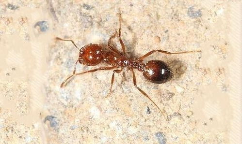 红火蚁是什么蚂蚁 有啥可怕的 它不但咬人还蜇人,痛感似火烧