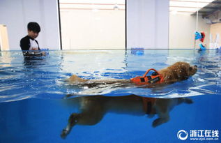 杭州一宠物游泳池火了 狗狗208元游一次 