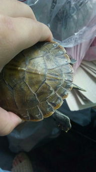 我的乌龟怎么了 背上壳上有白色的壳片像是要掉了一样 